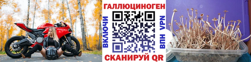 Псилоцибиновые грибы Cubensis  Рыбное 